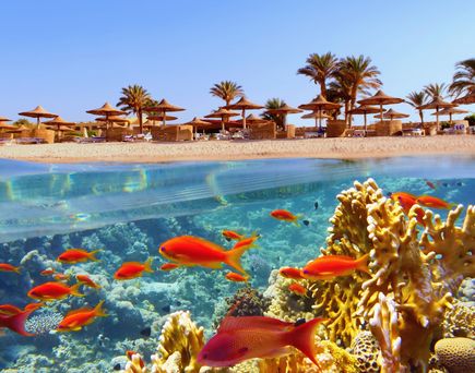 Ägypten im März: Unten im Bild Korallen und Fische Unterwasser, oben Strand mit Sonnenliegen und Schirmen und Palmen