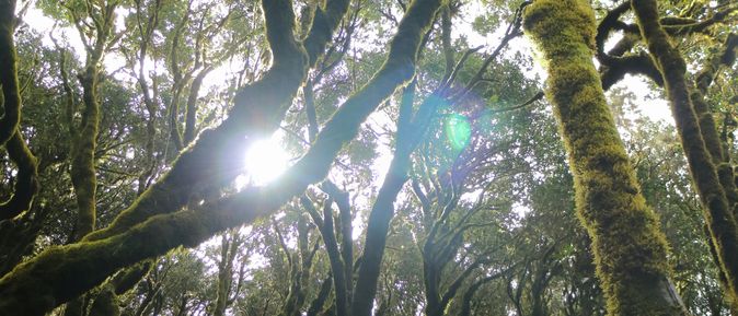Kanaren Urlaub: Ein dichter, skurieler, grüner Urwald mit wild wachsenden Bäumen