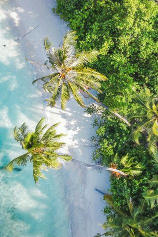 Malediven Urlaub: Eine Luftaufnahme von tropischen Palmen am weißen Sandstrand, die Schatten auf das türkise, glasklare Wasser werfen.