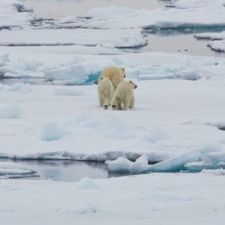 Oceanwide Expeditions: Eine Eisbärin mit zwei Jungen läuft auf dem Eis.