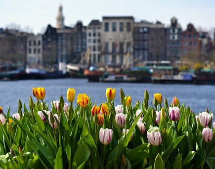Niederlande im April: Im Vordergrund blühen Tulpen und im Hintergrund Wasser mit typisch niederländischen Häusern