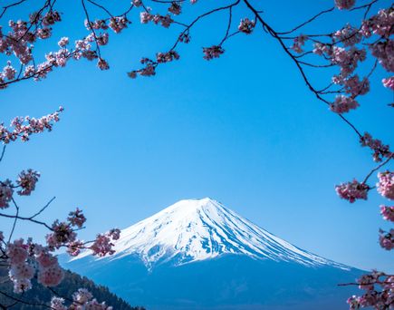 Japan im April: Ein schneebedeckter Berg im Vordergrund pinke Kirschblüten