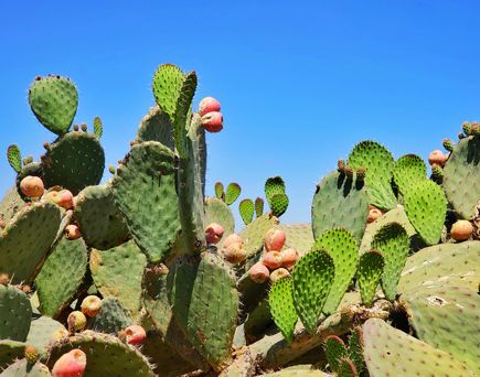 Viele große Kakteen mit Blüten unter knallblauem Himmel.