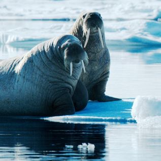 Oceanwide Expeditions: Zwei Walrösser auf einer Eisscholle.