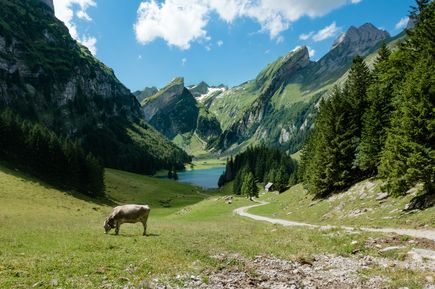 Urlaub mit Kindern: Ein türkis-blauer Bergsee inmitten von hohen Bergen und eine grasende Kuh