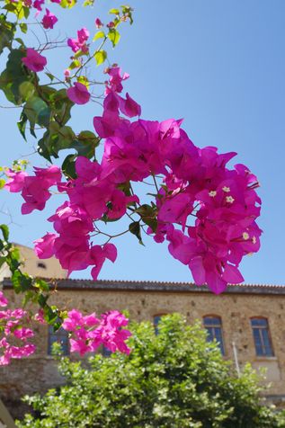 Kreta: Pinke Blumen vor einem historischen Gebäude