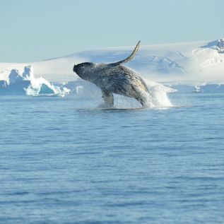 Oceanwide Expeditions: Ein Buckelwal springt aus dem Wasser